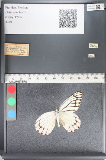 Media type: image;   Entomology 130546